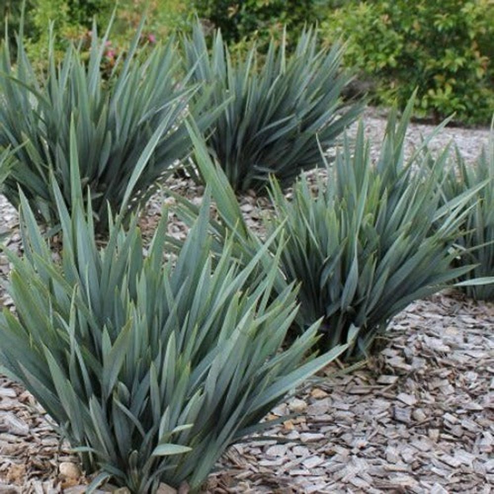 Iarba Albastra Ornamentala (Dianella Revoluta) Blue Stream