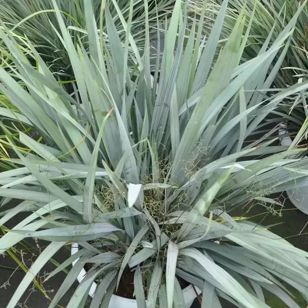 Iarba Albastra Ornamentala (Dianella Revoluta) Blue Stream