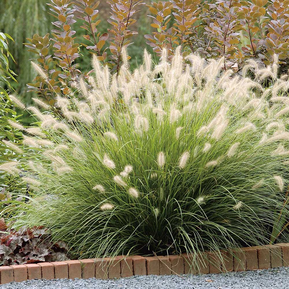 Iarba Chinezeasca Pennisetum Flamingo