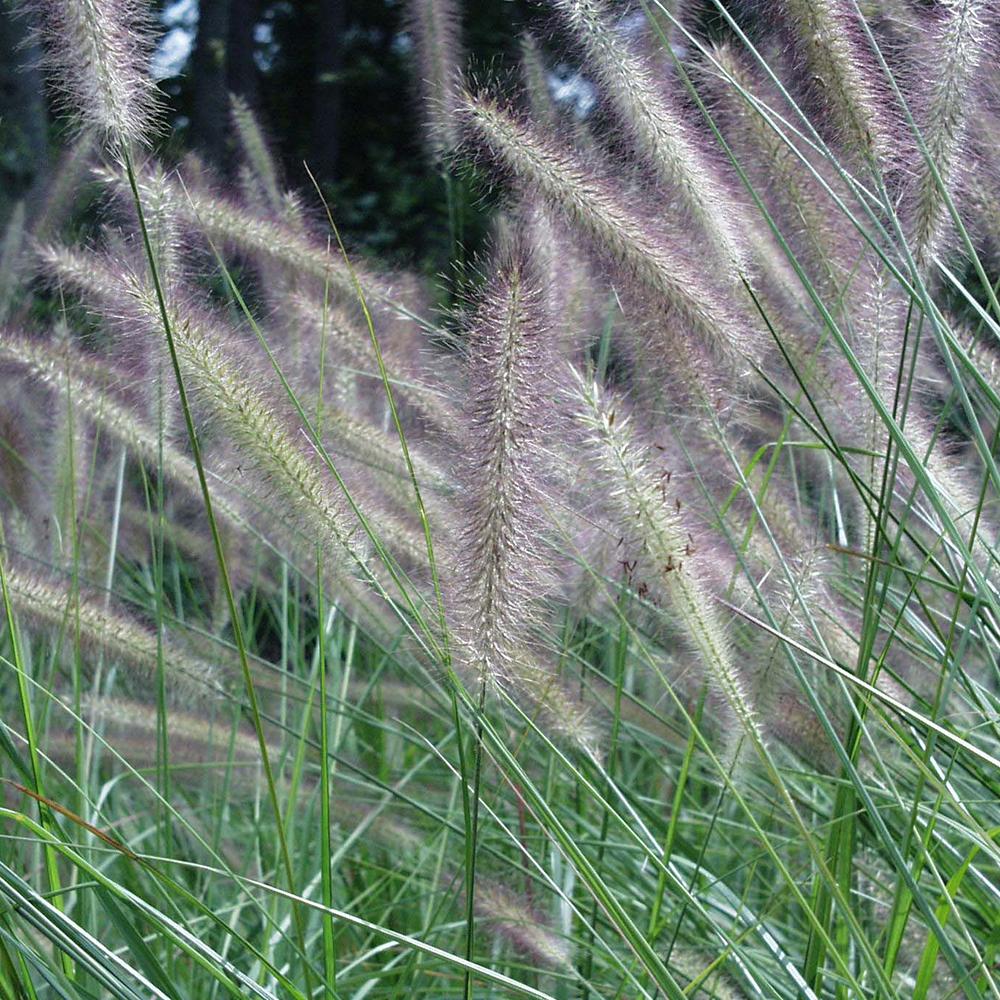 Iarba Chinezeasca Pennisetum Foxtrot