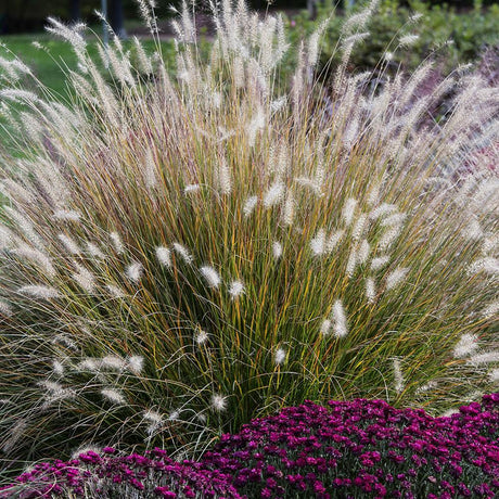 Iarba chinezeasca Pennisetum Hameln, 20-25 cm inaltime, in ghiveci de 1.5L