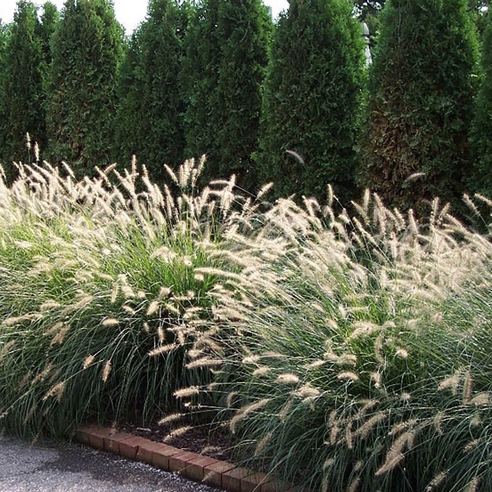 Iarba chinezeasca Pennisetum Hameln
