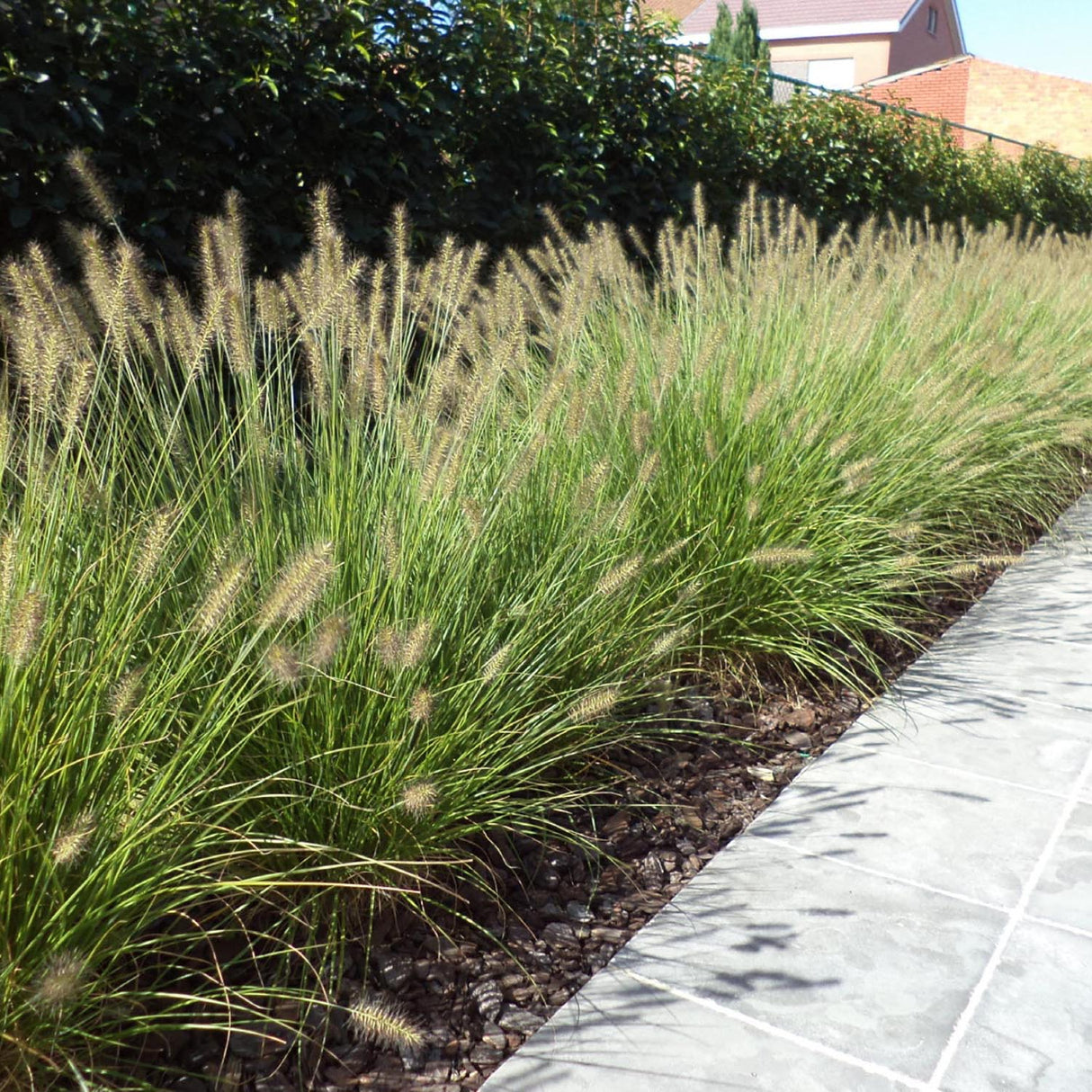 Iarba chinezeasca Pennisetum Hameln