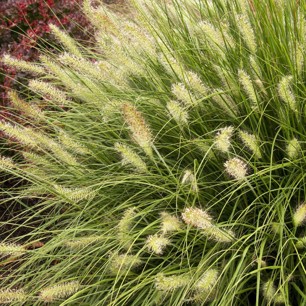 Iarba chinezeasca Pennisetum Hameln