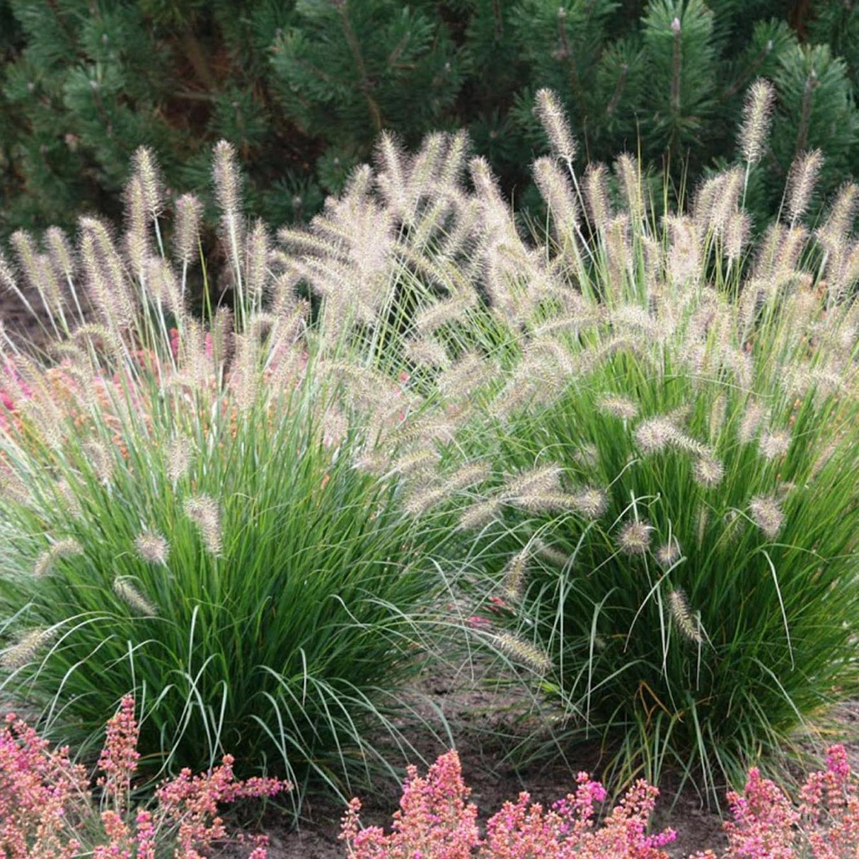 Iarba Chinezeasca Pennisetum Herbstzauber