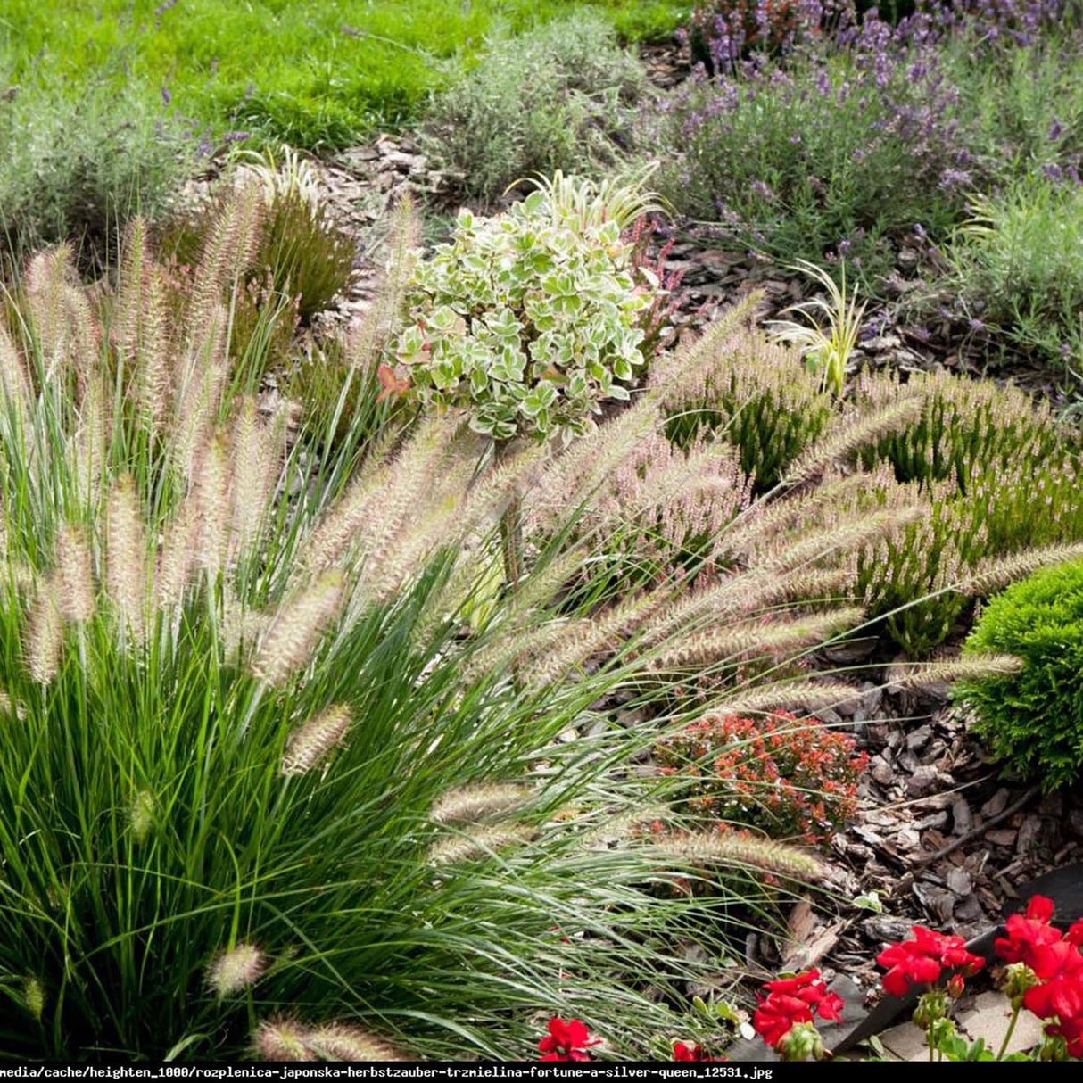 Iarba Chinezeasca Pennisetum Herbstzauber