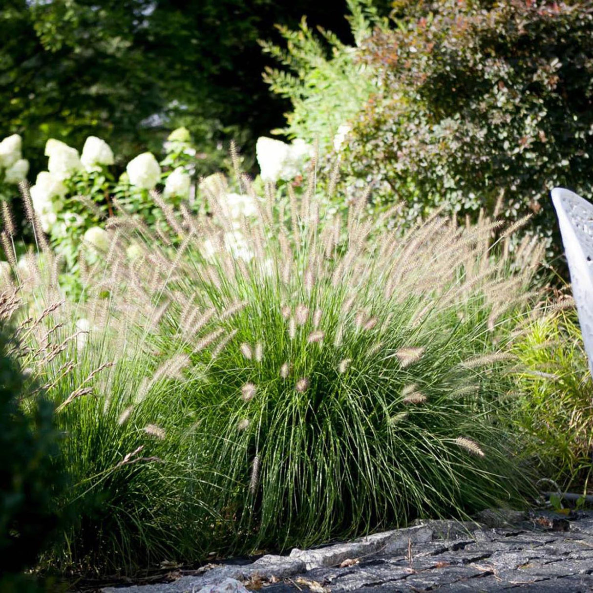 Iarba Chinezeasca Pennisetum Herbstzauber