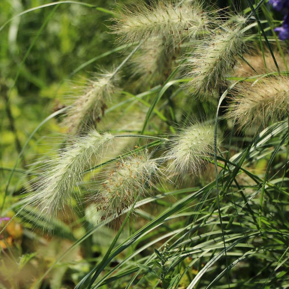 Iarba Chinezeasca Pennisetum Little Bunny