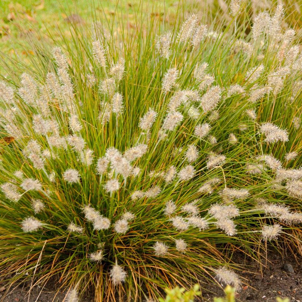 Iarba Chinezeasca Pennisetum Little Bunny