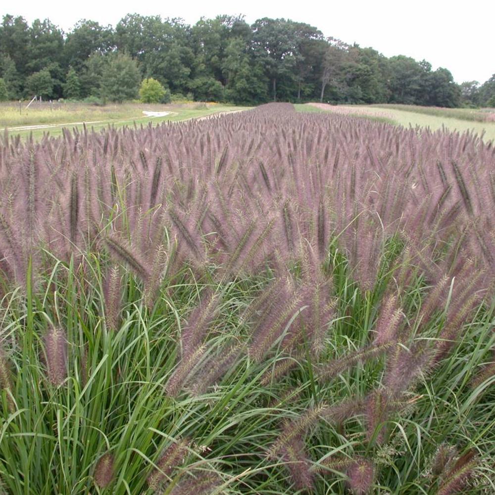 Iarba Chinezeasca Pennisetum Redhead