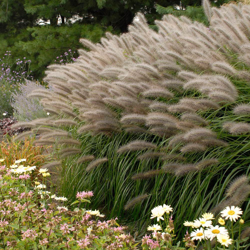 Iarba chinezeasca Pennisetum Redhead, 20-30 cm inaltime, in ghiveci de 3L