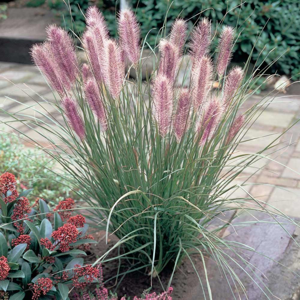 Iarba Chinezeasca Pennisetum Redhead