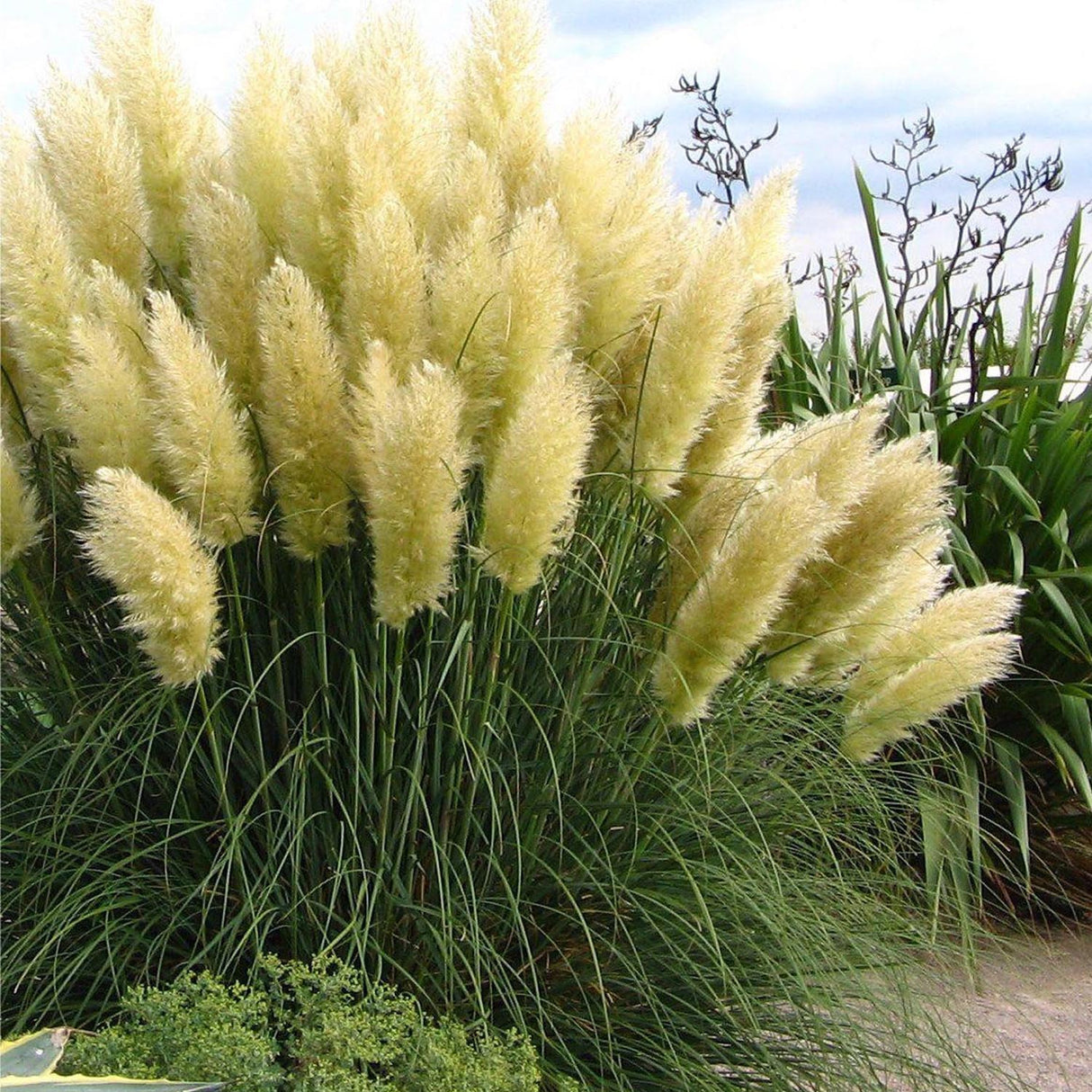 Iarba de Pampas Selloana (Cortaderia)