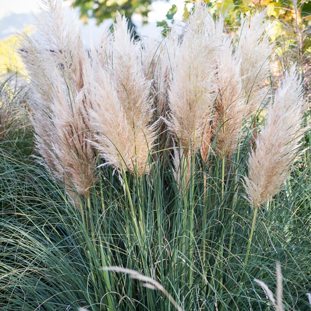 Iarba de Pampas (Cortaderia) Citaro