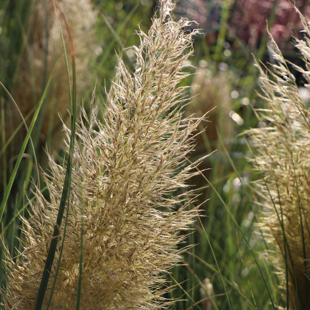 Iarba de Pampas (Cortaderia) Citaro