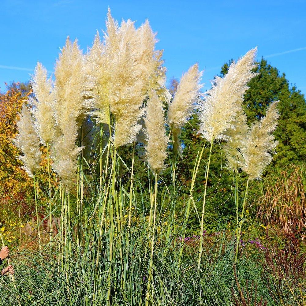 Iarba de Pampas (Cortaderia) Citaro