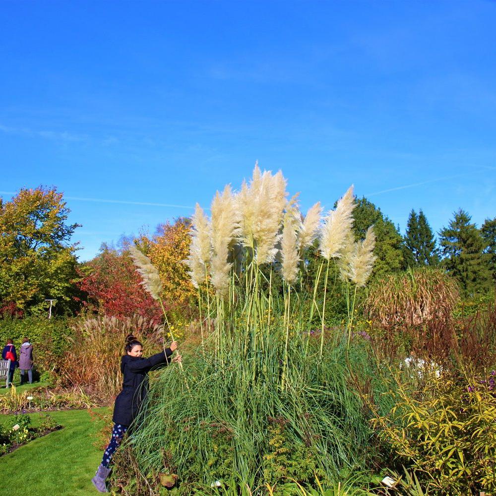 Iarba de Pampas (Cortaderia) Citaro