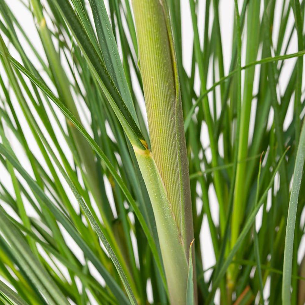 Iarba de Pampas (Cortaderia) Citaro