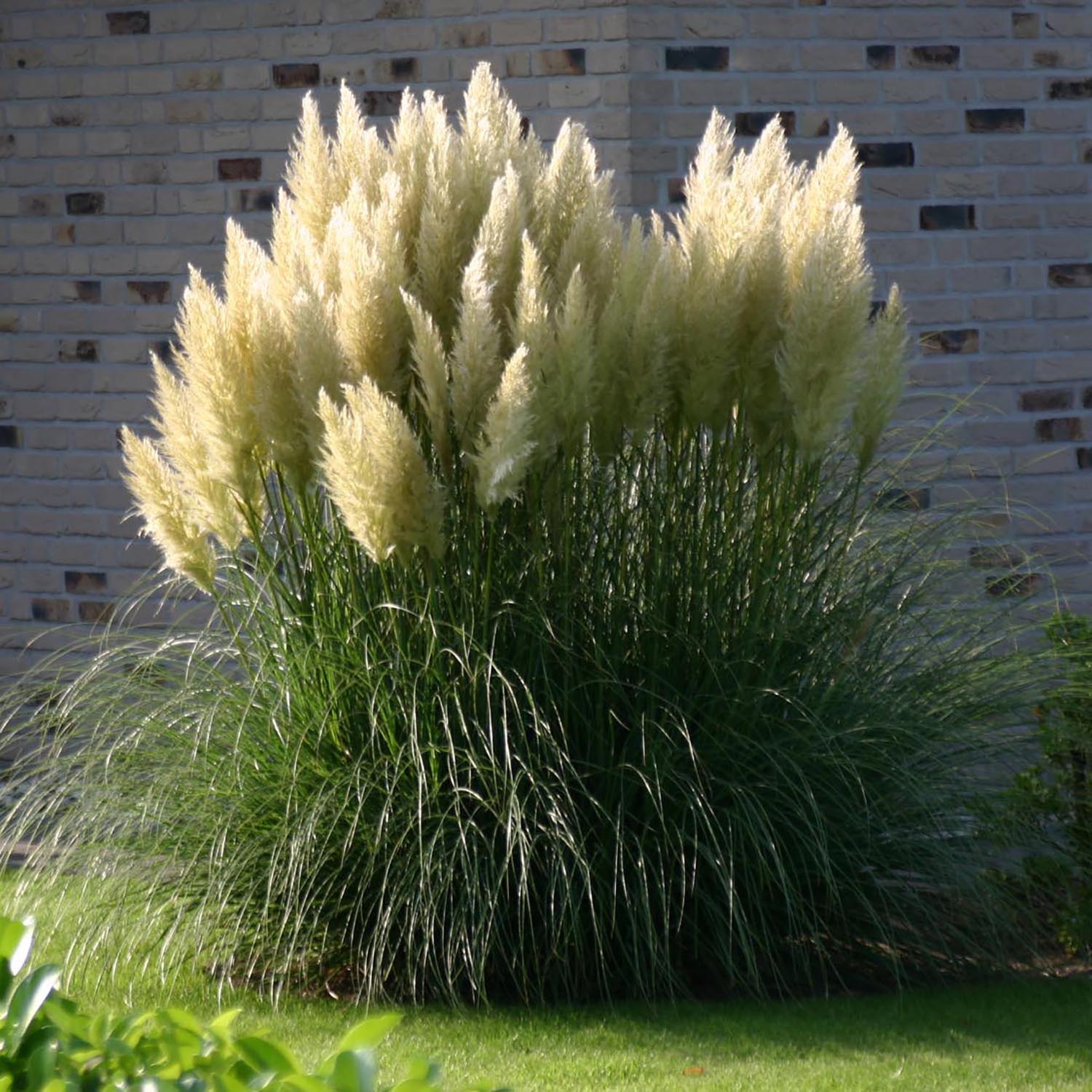 Iarba de Pampas (Cortaderia) Evita