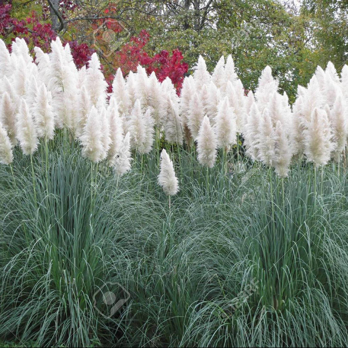 Iarba de Pampas (Cortaderia) Evita