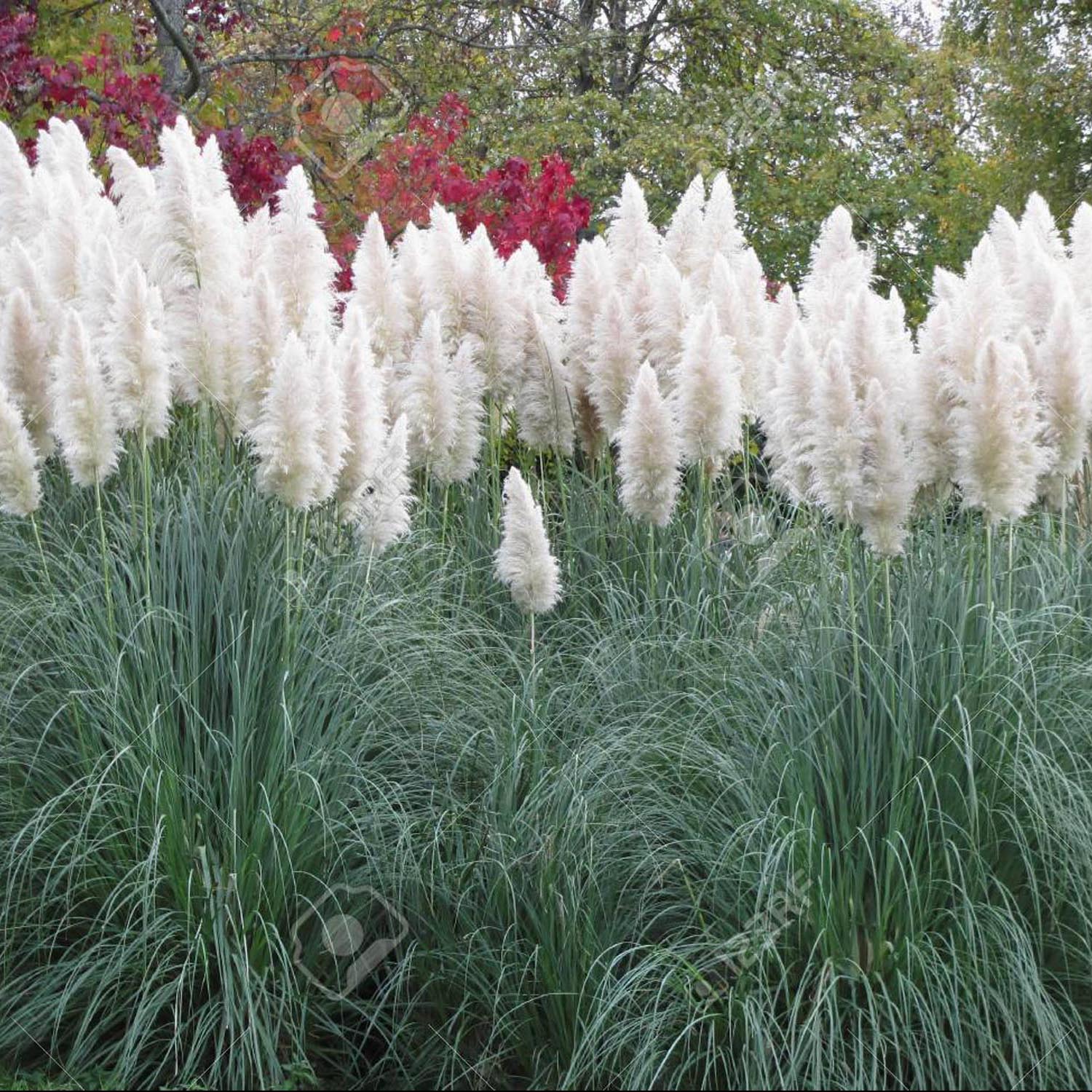 Iarba de Pampas (Cortaderia) Evita