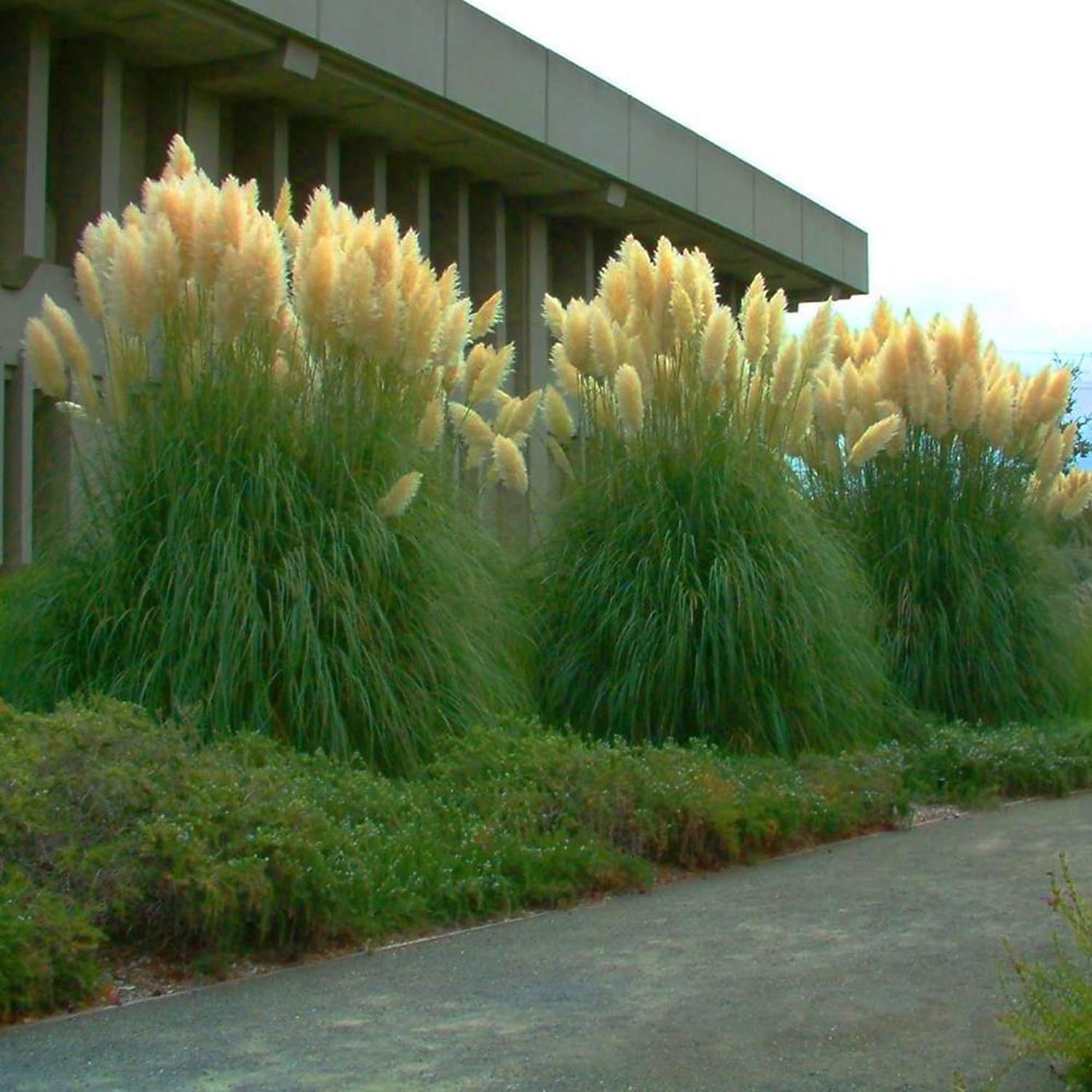 Iarba de Pampas (Cortaderia) Evita