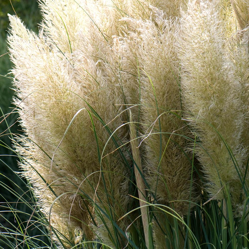 Iarba de Pampas (Cortaderia) Evita