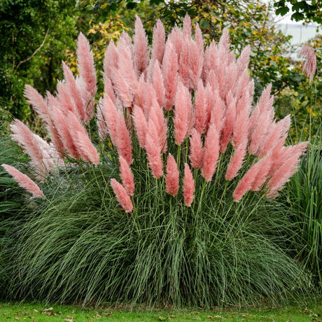 Iarba de Pampas (Cortaderia) Rosea - VERDENA-10-15 cm cm inaltime livrat in ghiveci de 0.7 L