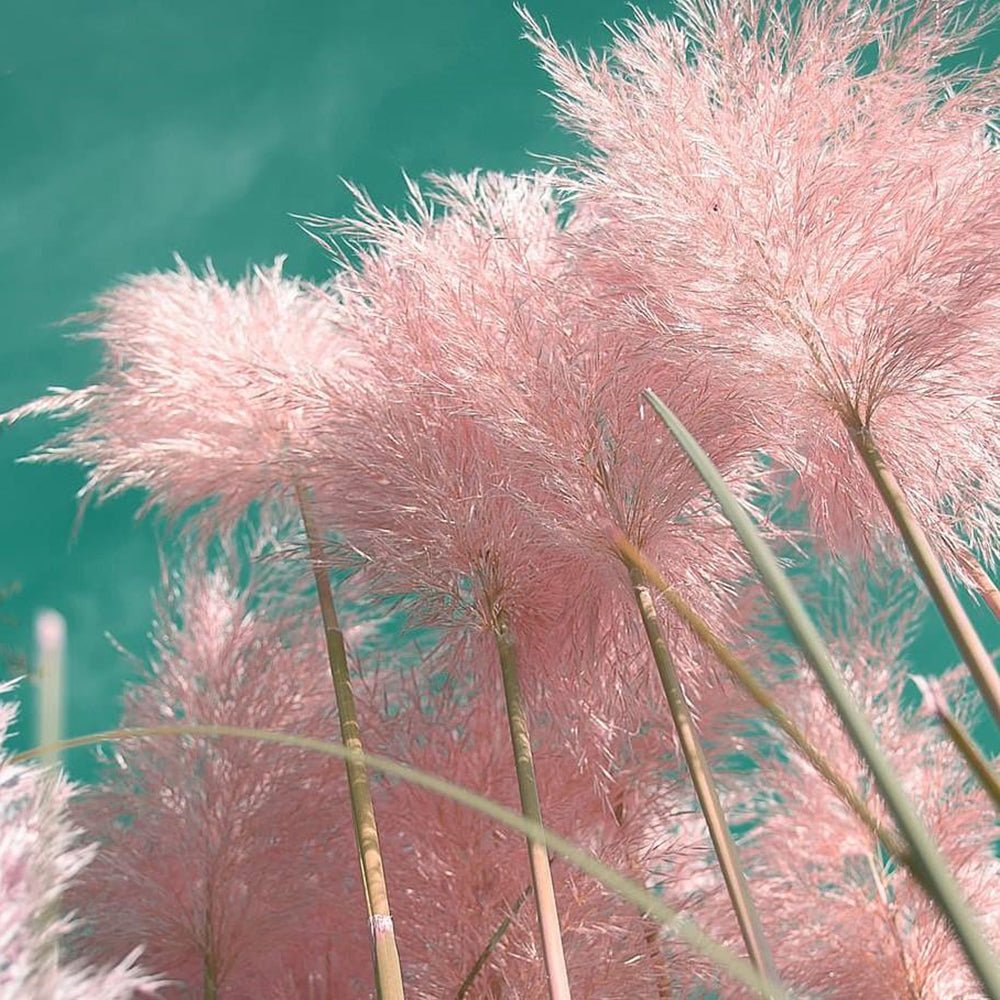 Iarba de Pampas (Cortaderia) Rosea