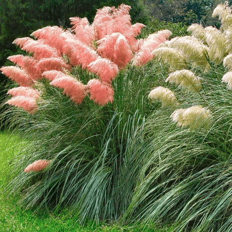 Iarba de Pampas (Cortaderia) Rosea - VERDENA-10-15 cm cm inaltime livrat in ghiveci de 0.7 L