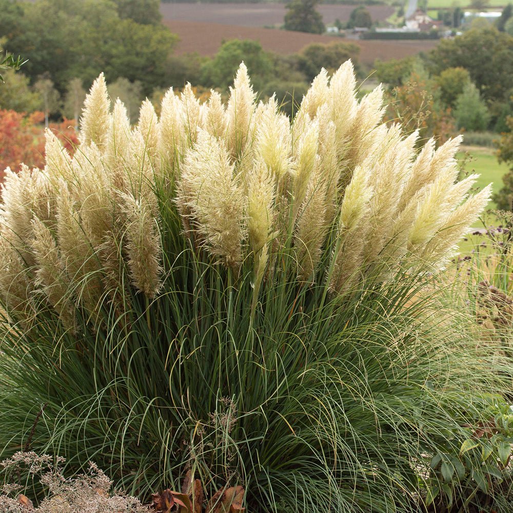 Iarba de Pampas (Cortaderia) Sunningdale Silver
