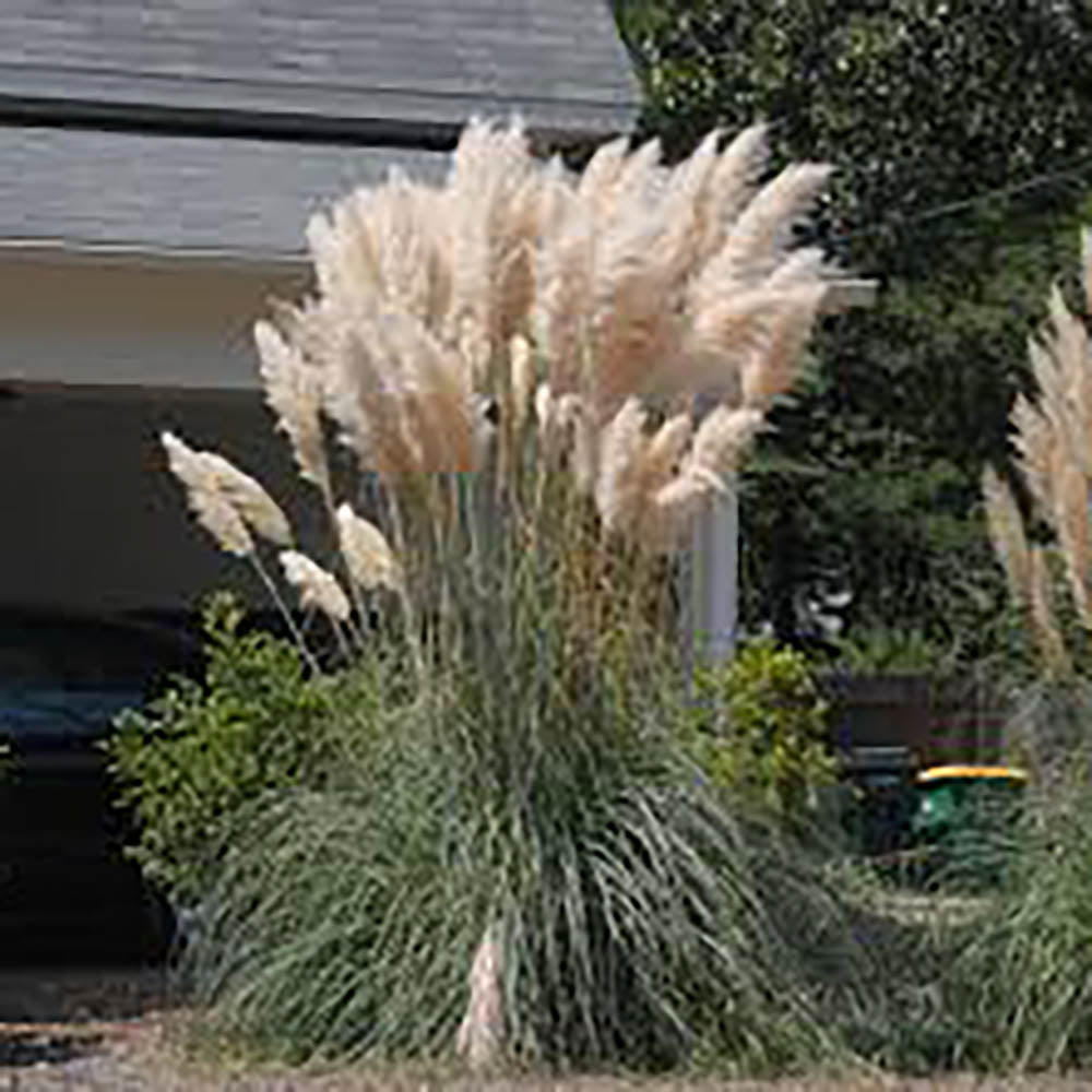 Iarba de Pampas (Cortaderia) Weisse Feder