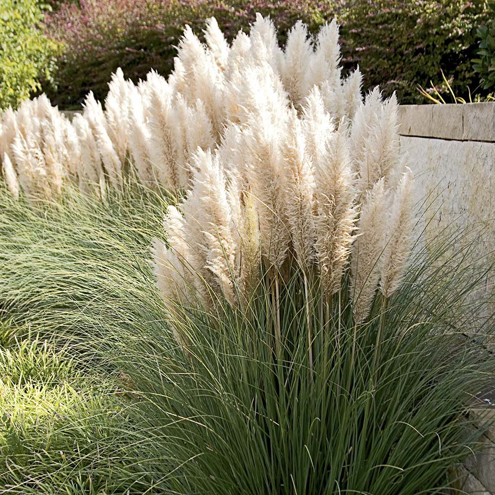 Iarba de Pampas (Cortaderia) Weisse Feder