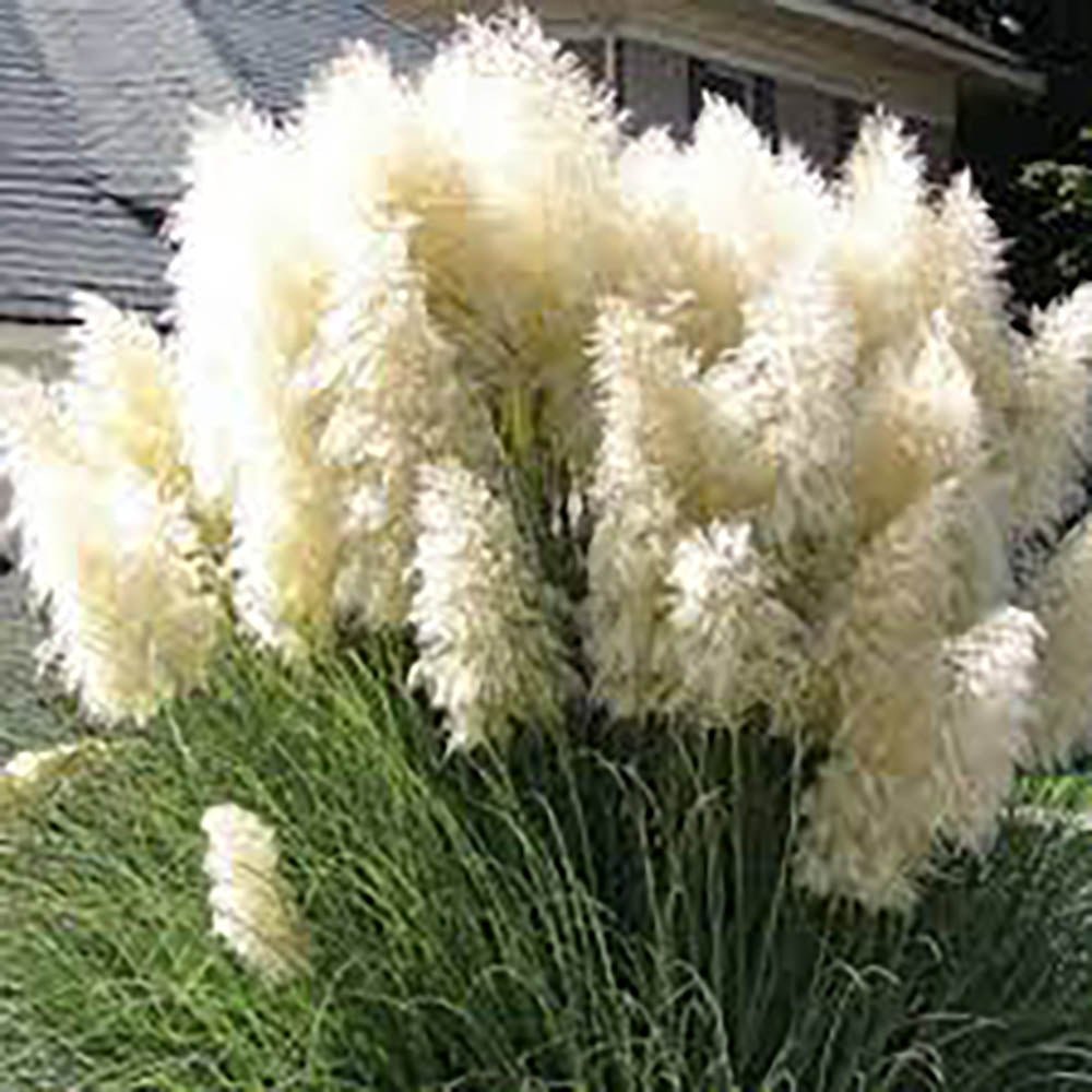 Iarba de Pampas (Cortaderia) Weisse Feder