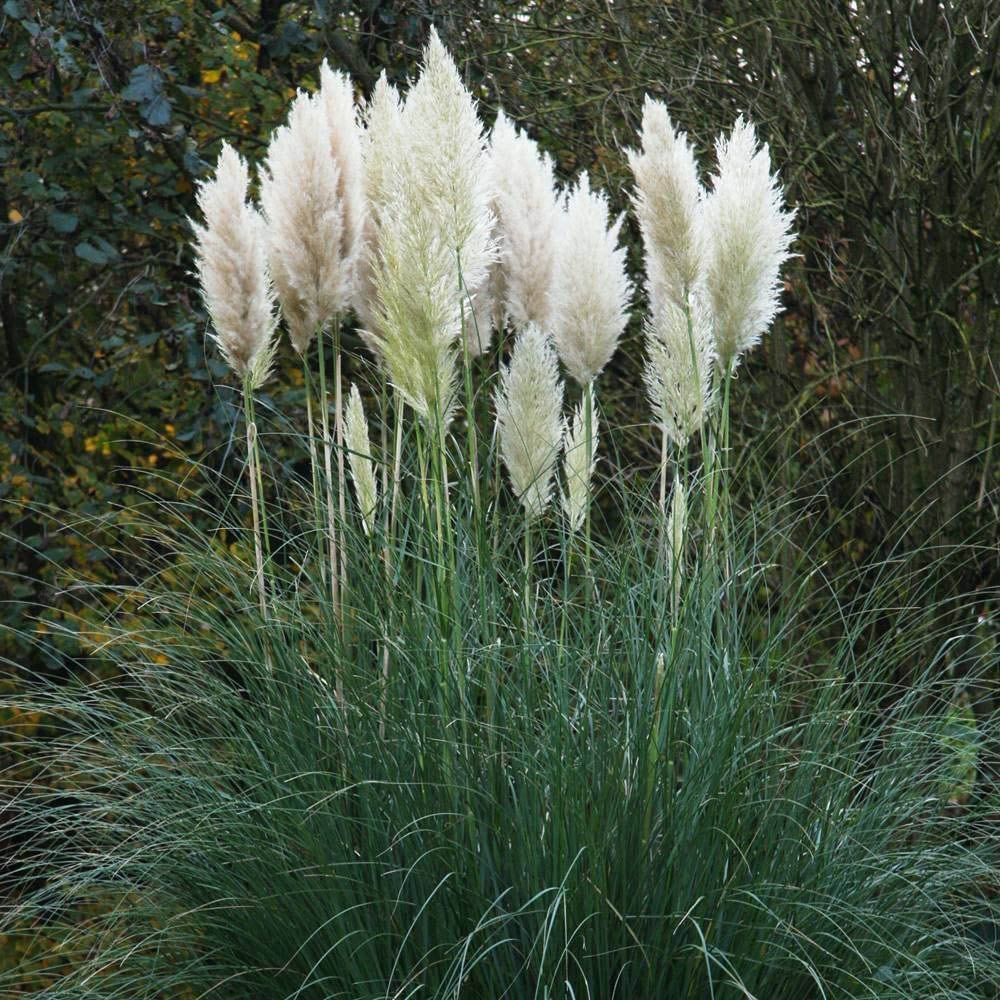 Iarba de Pampas (Cortaderia) Weisse Feder