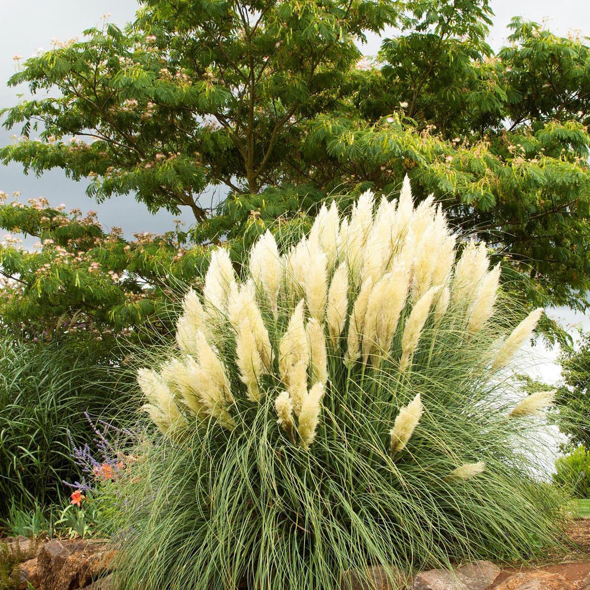 Iarba de Pampas (Cortaderia) White Plume