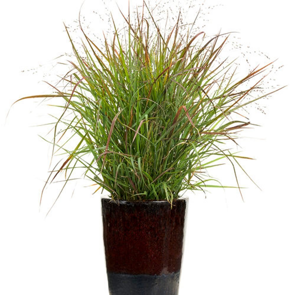 Iarba de Preerie Cheyenne Sky (Panicum virgatum)