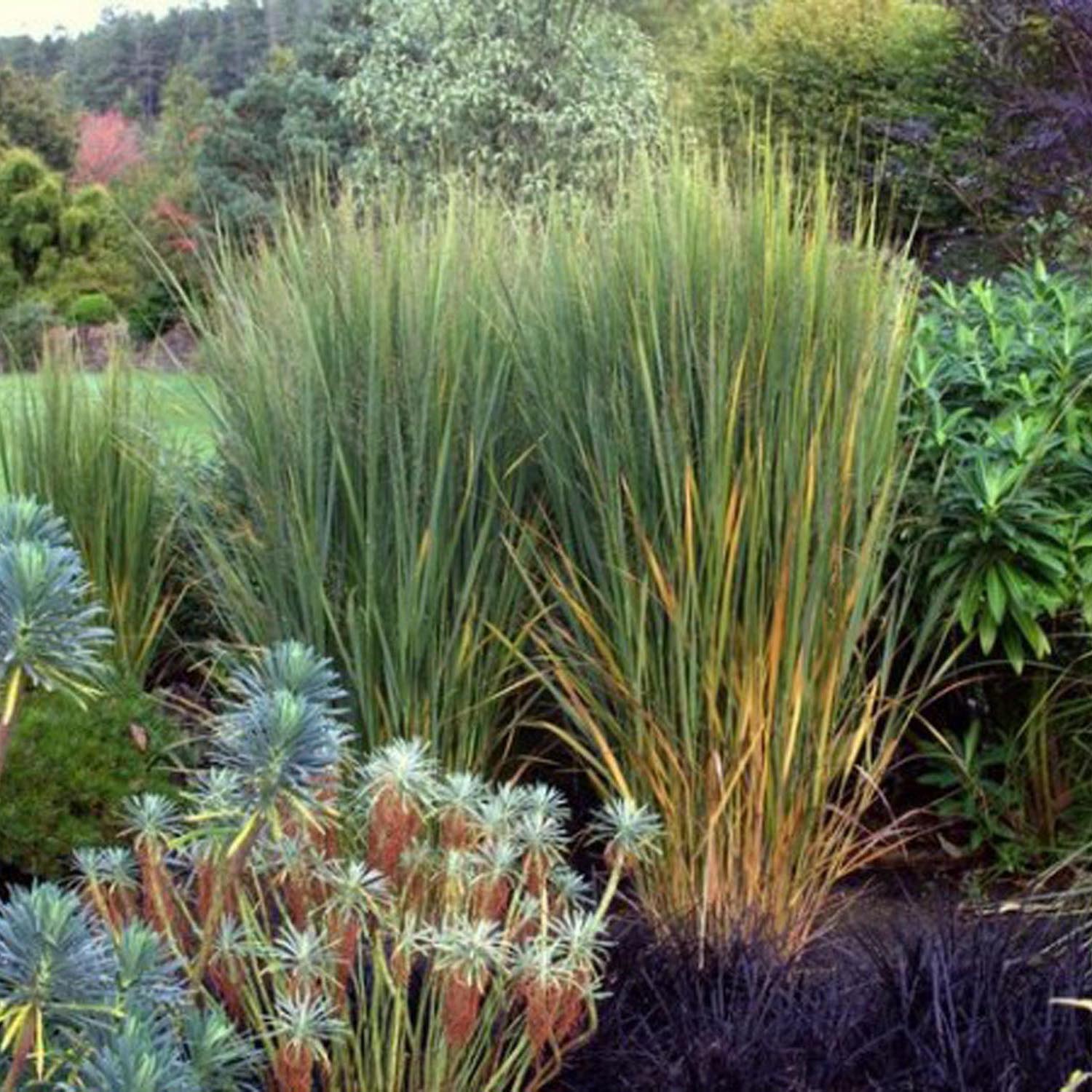 Iarba de Preerie Northwind