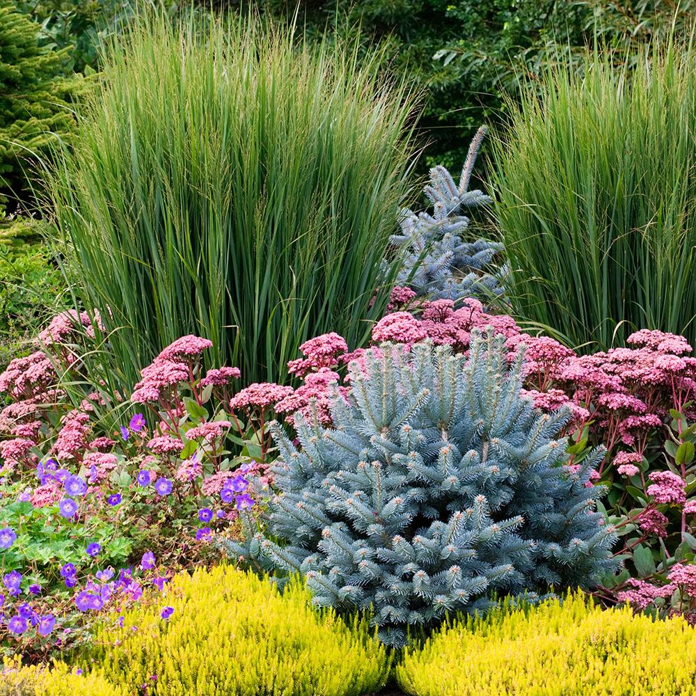 Iarba de Preerie Northwind