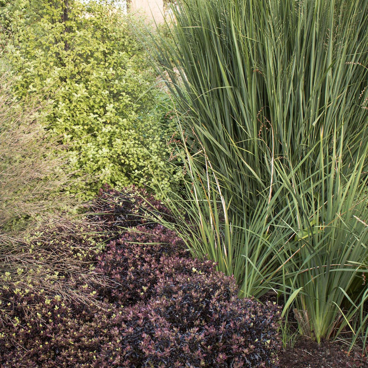 Iarba de Preerie Northwind