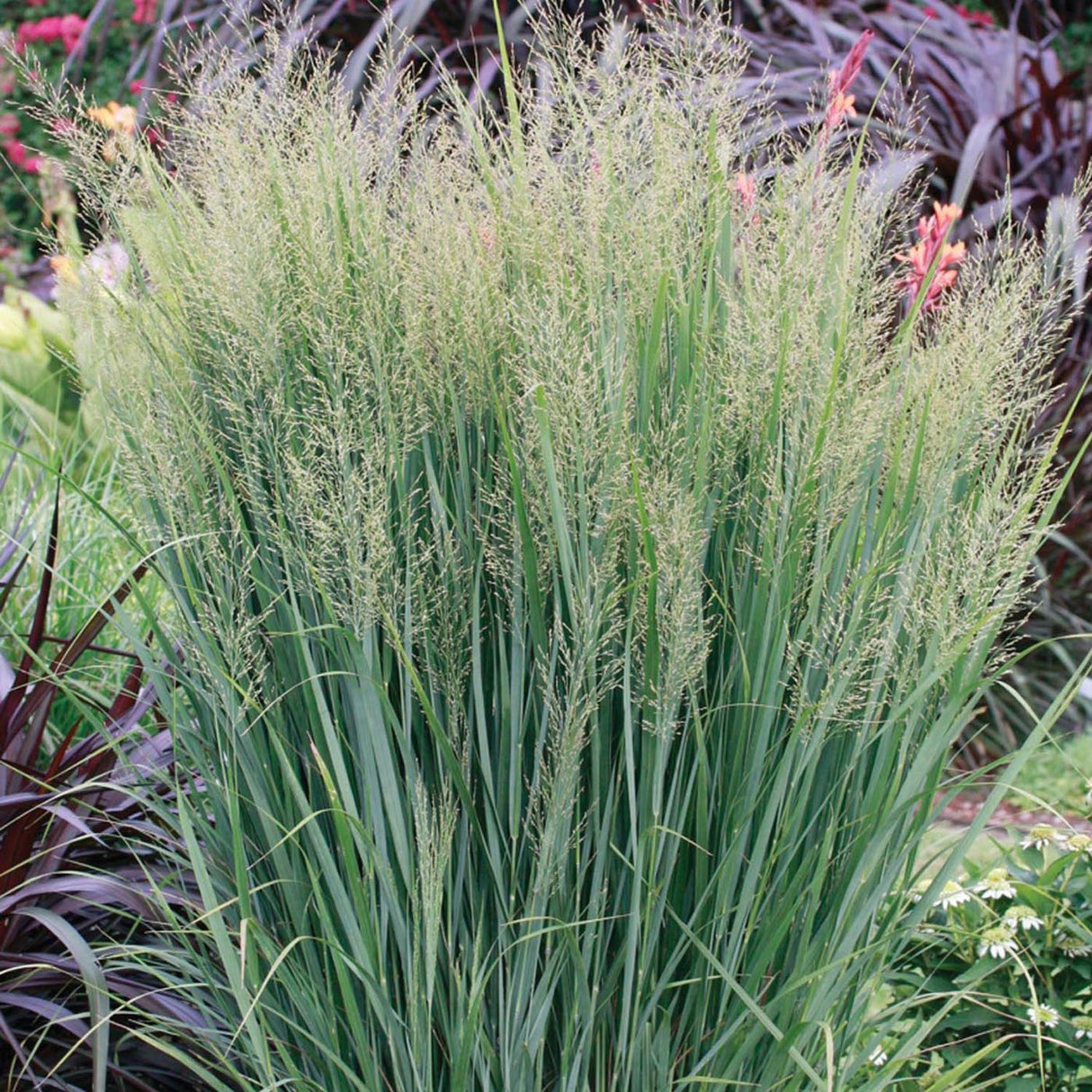 Iarba de Preerie Northwind