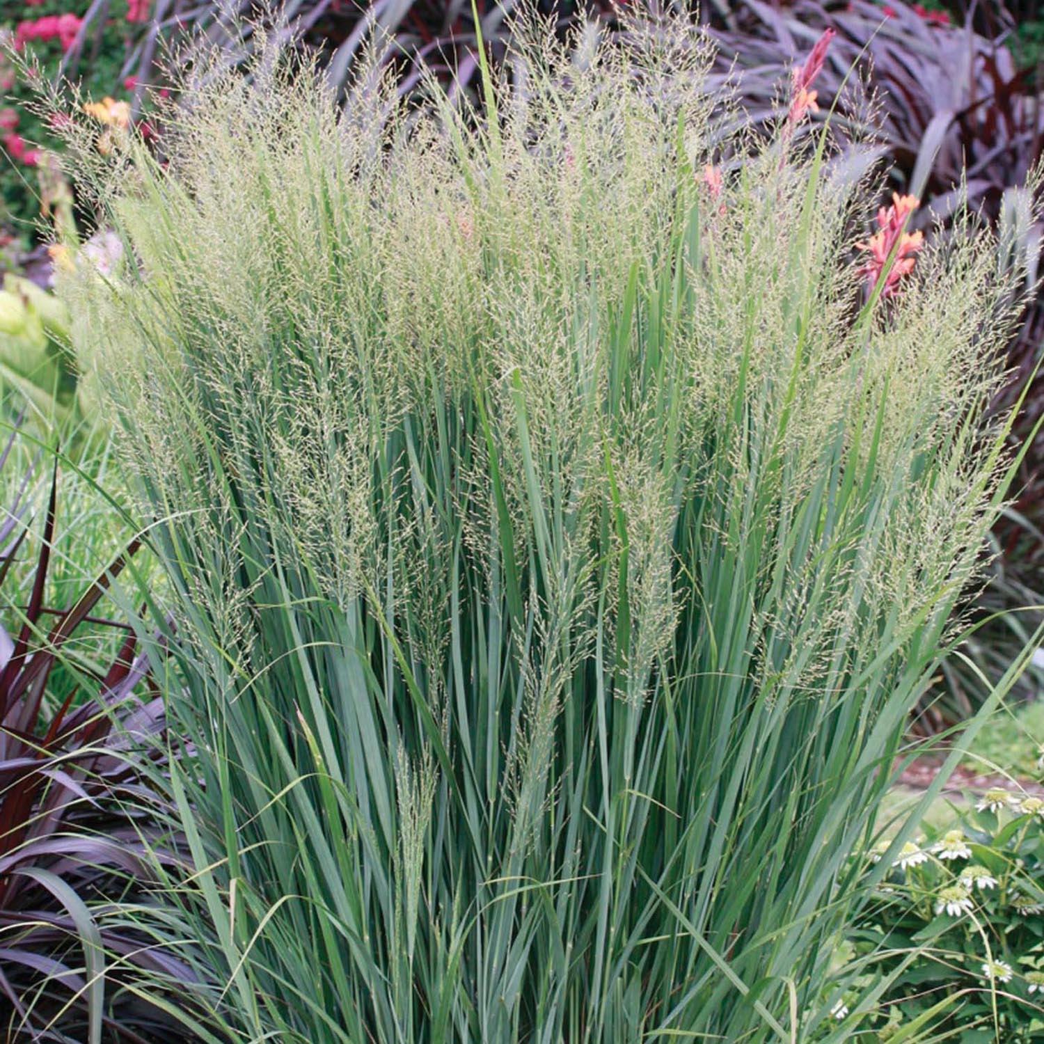 Iarba de Preerie Northwind