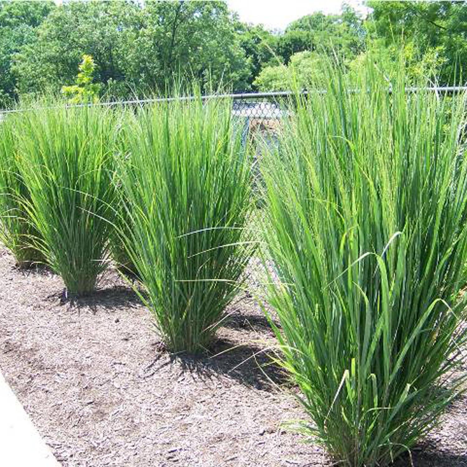 Iarba de Preerie Northwind