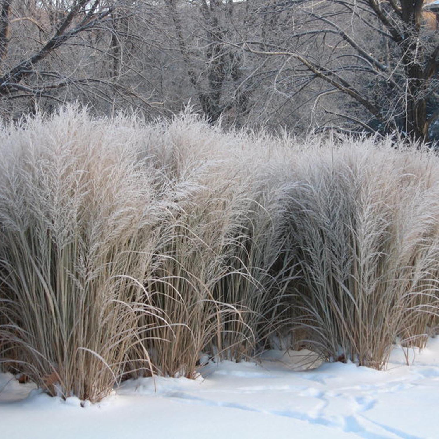 Iarba de Preerie Northwind