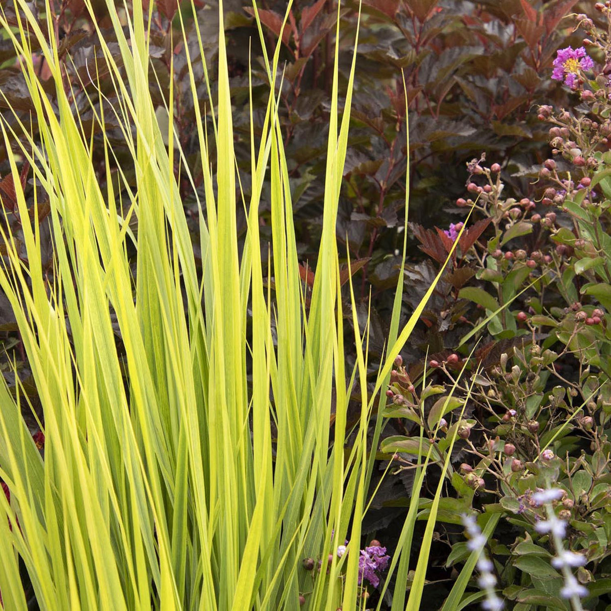 Iarba de Preerie Northwind