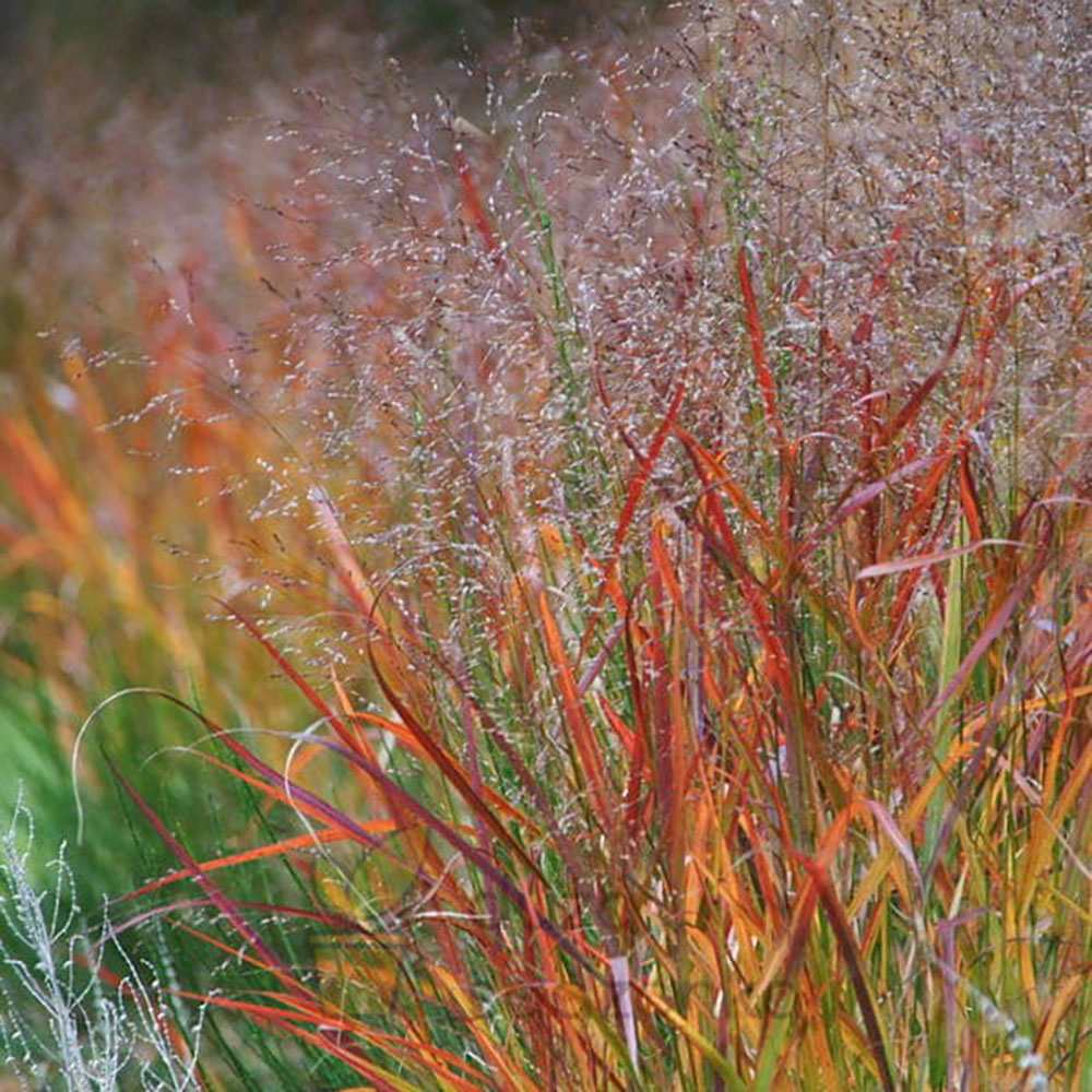 Iarba de Preerie Rehbraun