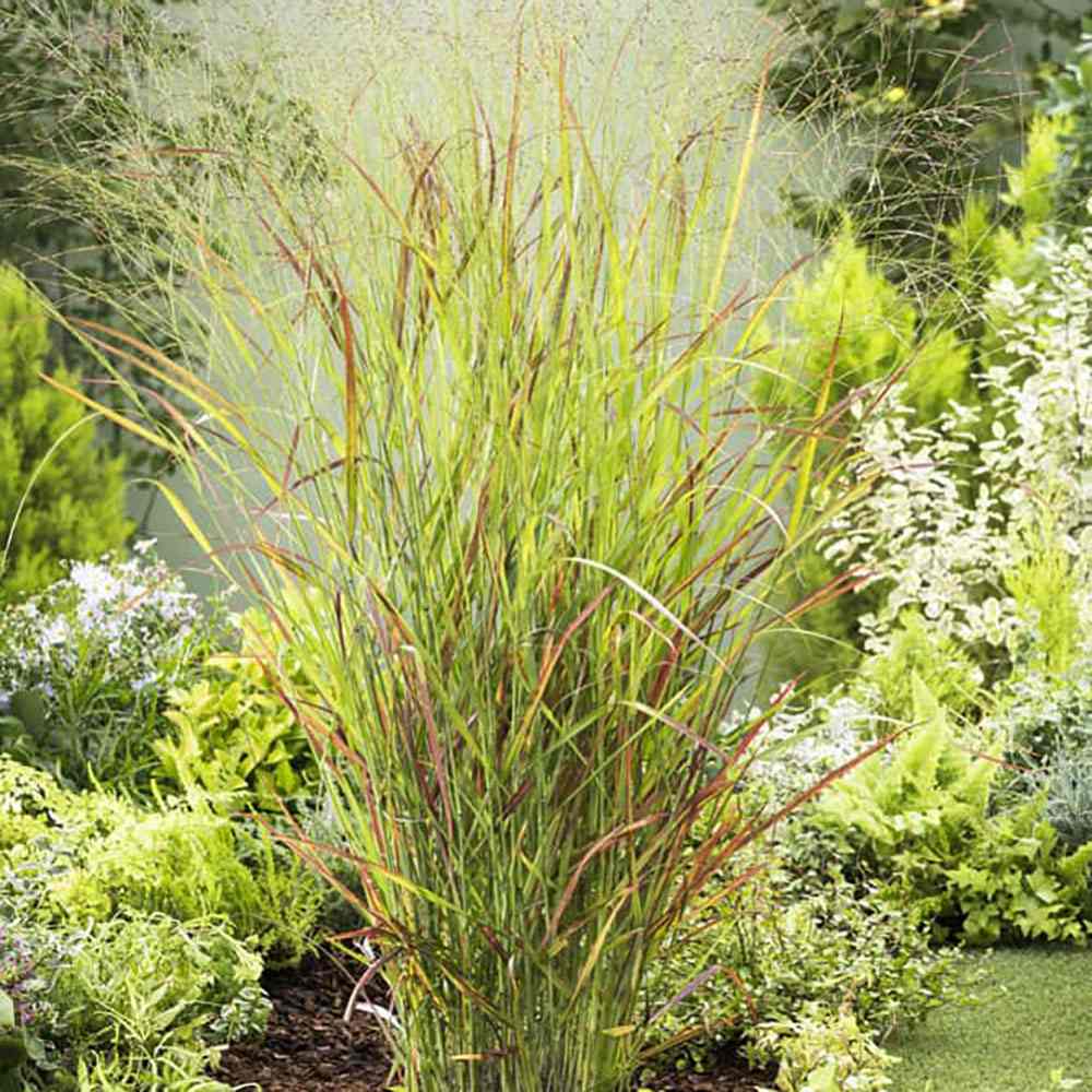 Iarba de Preerie Rehbraun