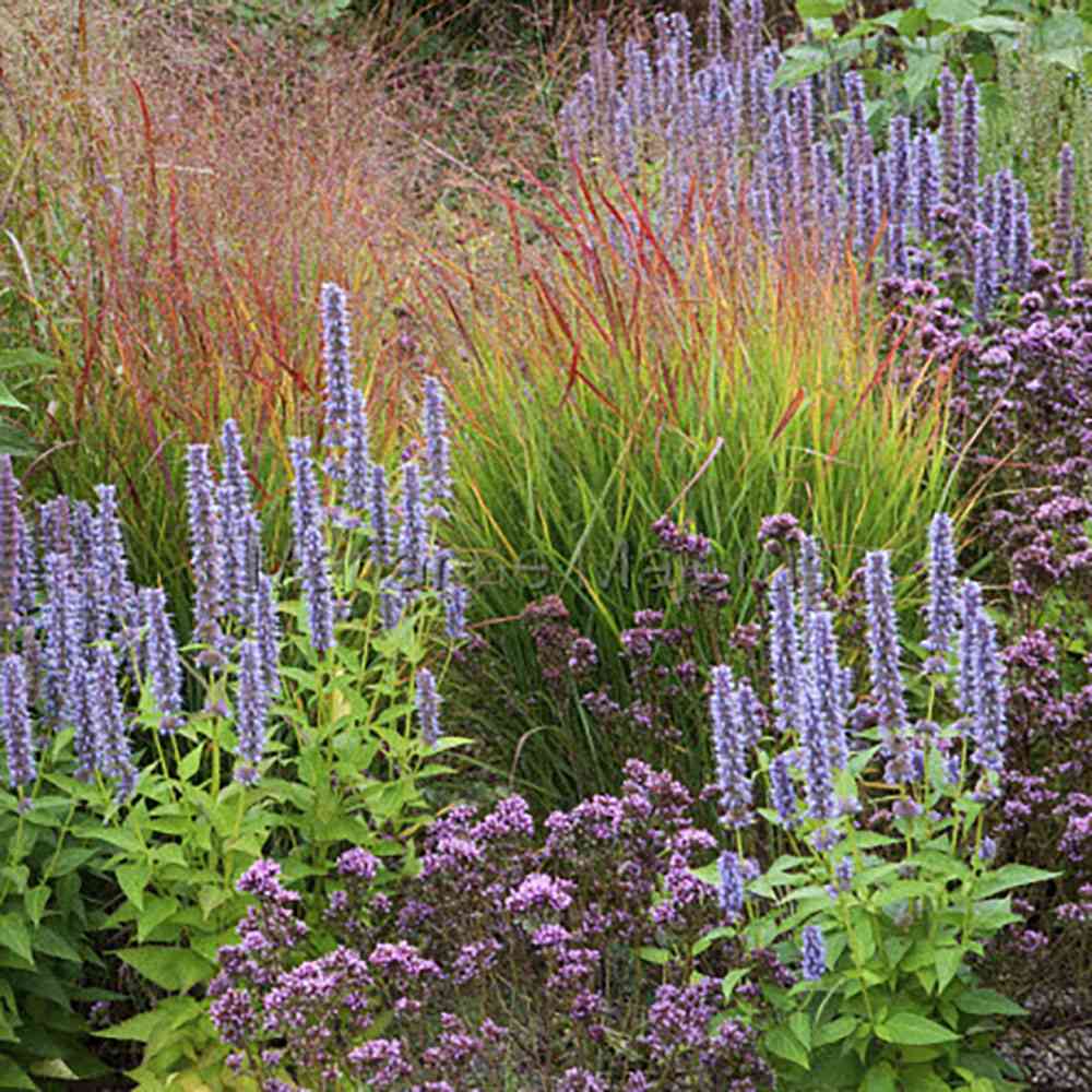 Iarba de Preerie Rehbraun