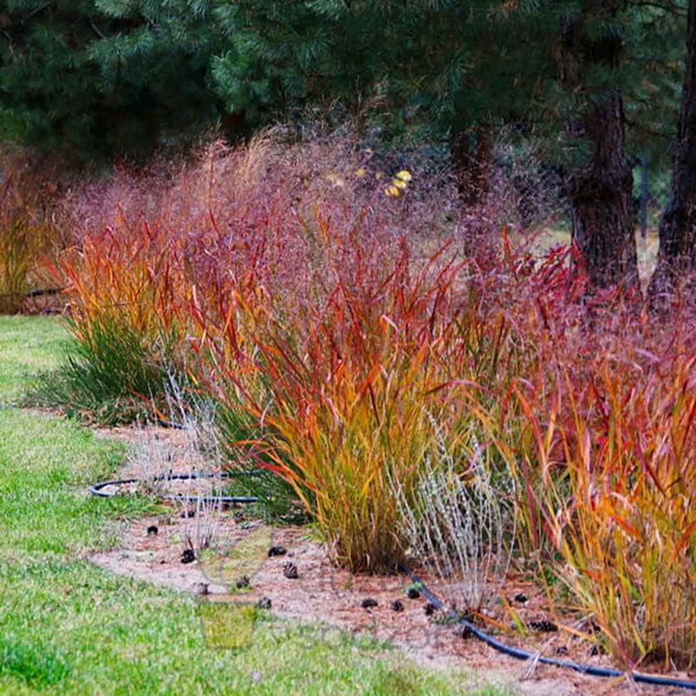 Iarba de Preerie Rehbraun