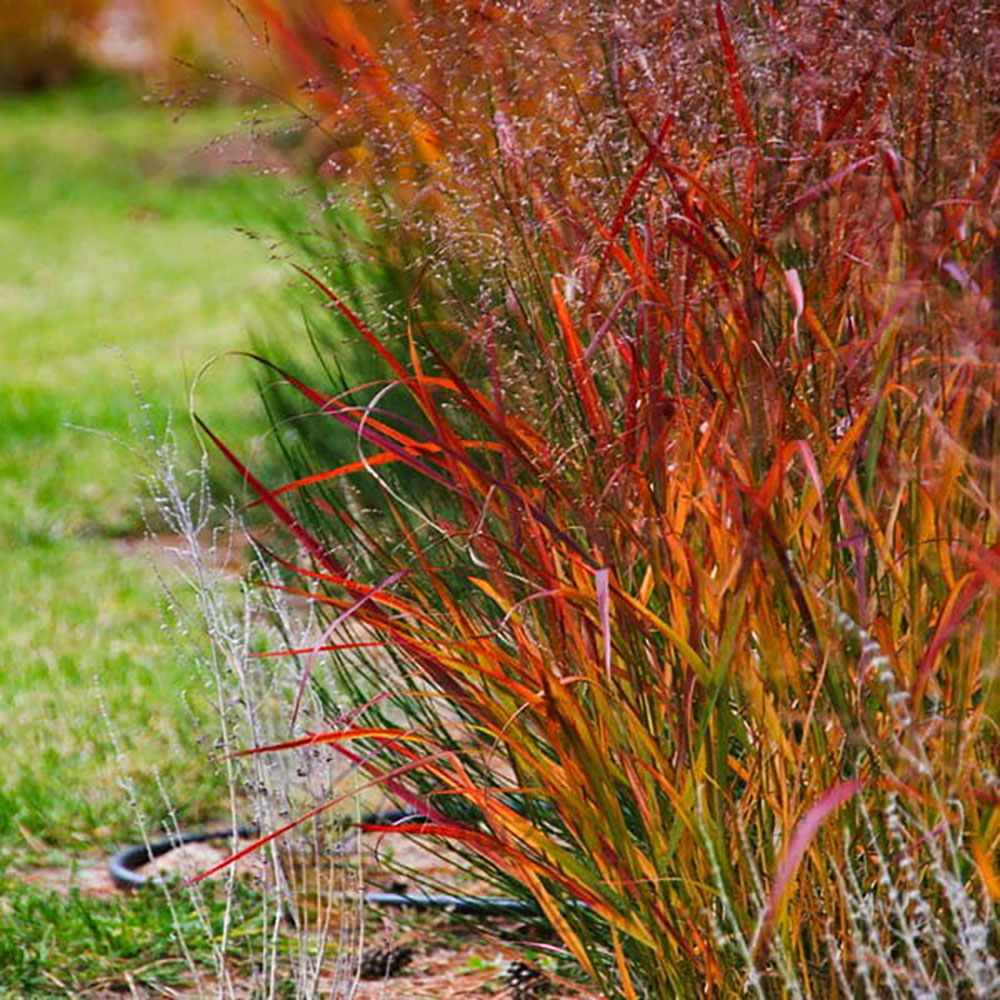 Iarba de Preerie Rehbraun